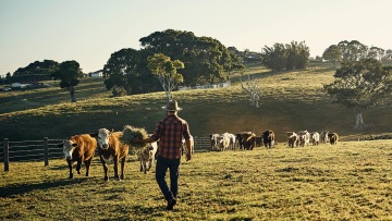 The impact of climate change: Cows, grains, & greenhouse gasses   